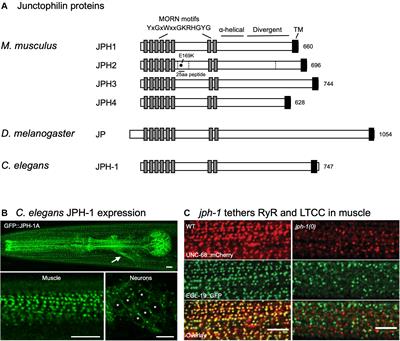 Junctophilins: Key Membrane Tethers in Muscles and Neurons